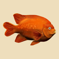 California Garibaldi Fish Premium Hoodie | Teevron