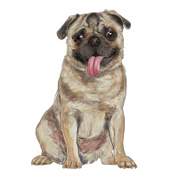 pug | Teevron