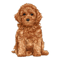 toy poodle | Teevron