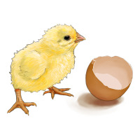 chick with egg | Teevron