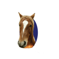 I met lil Sebastian | Teevron