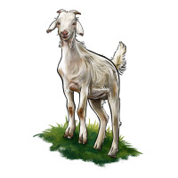 Kiko Goat | Teevron