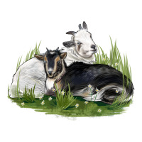 two baby nigerian dwarf goat | Teevron
