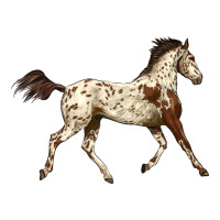 Appaloosa Horse | Teevron