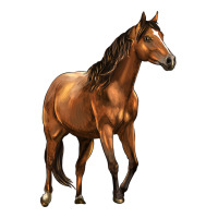 Quarter Horse | Teevron