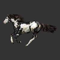American Paint Horse | Teevron