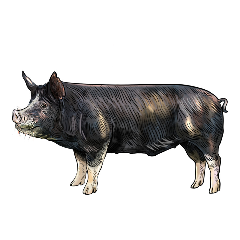Berkshire Pig Premium Hoodie by LillyAllenDesigns | Teevron