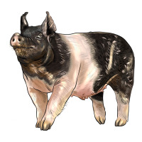 hampshire pig | Teevron