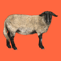 Suffolk Sheep Premium Hoodie | Teevron