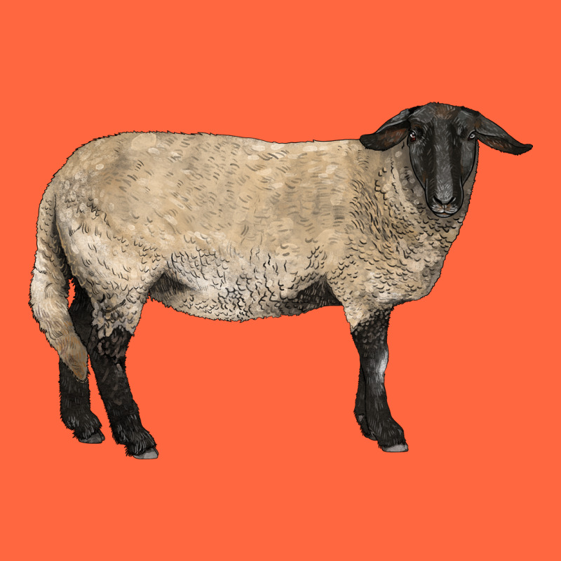 Suffolk Sheep Premium Hoodie by LillyAllenDesigns | Teevron