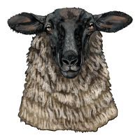 Suffolk Sheep Head | Teevron