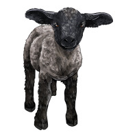 suffolk baby sheep | Teevron