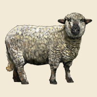 Hampshire Sheep Premium Hoodie | Teevron