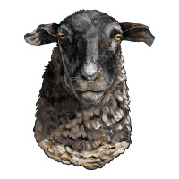 dorper sheep head | Teevron
