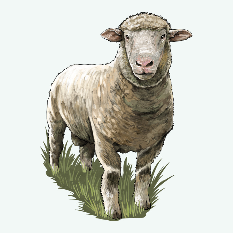 Dorset Sheep Premium Hoodie by LillyAllenDesigns | Teevron
