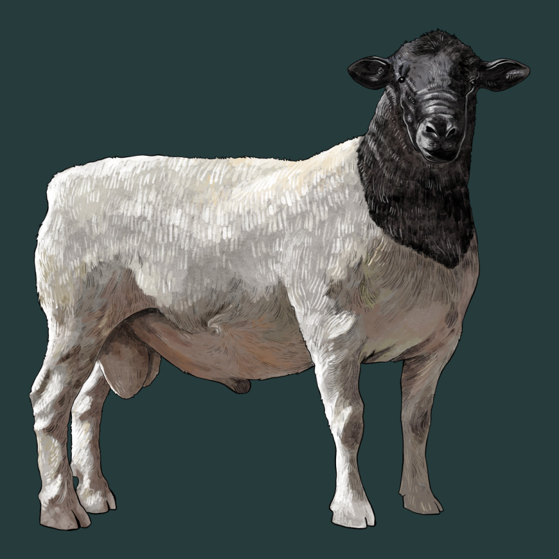 Dorper Sheep Premium Hoodie by LillyAllenDesigns | Teevron