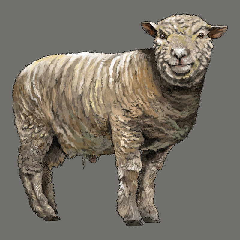 Southdown Sheep Premium Hoodie by LillyAllenDesigns | Teevron