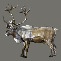 Reindeer Buck Deer Premium Hoodie | Teevron