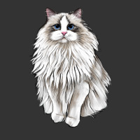 Ragdoll Cat | Teevron