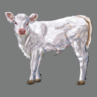 Charolais Calf Premium Hoodie | Teevron