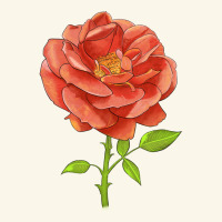 All A Twitter Rose Premium Hoodie | Teevron