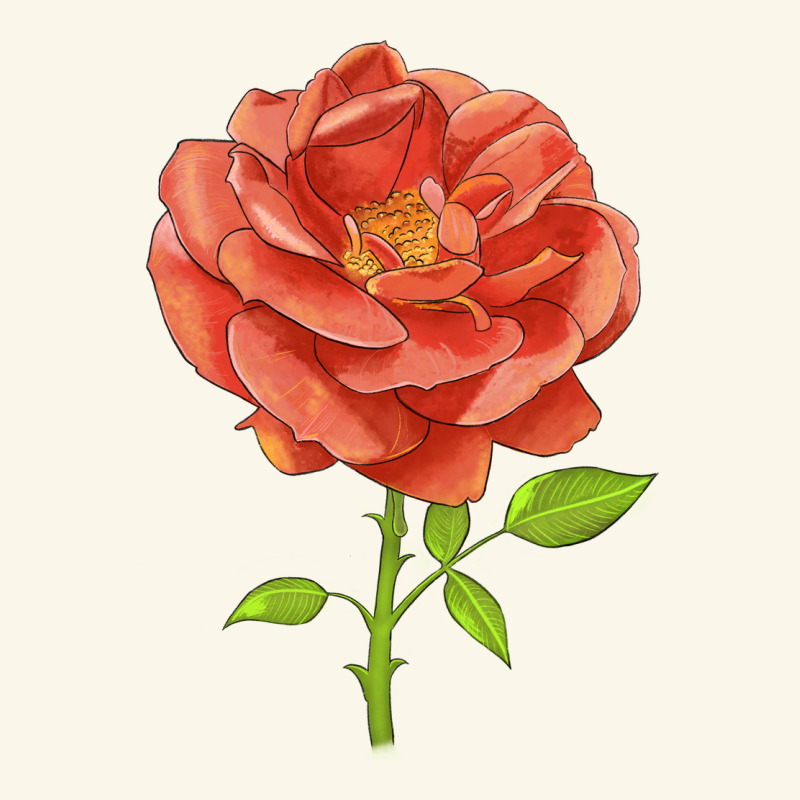 All A Twitter Rose Premium Hoodie by LillyAllenDesigns | Teevron