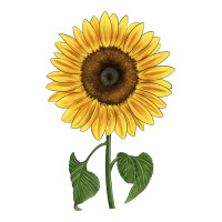 giganteus sunflower | Teevron