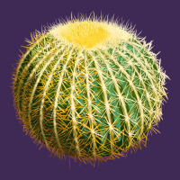 Golden Barrel Cactus Premium Hoodie | Teevron