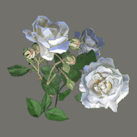 White Dawn Rose Premium Hoodie | Teevron