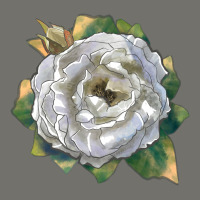 Pillow Fight Rose Premium Hoodie | Teevron