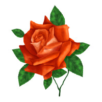 tropicana rose | Teevron