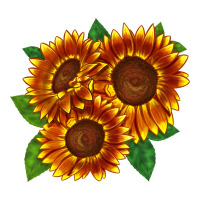 tiger eyes sunflower | Teevron