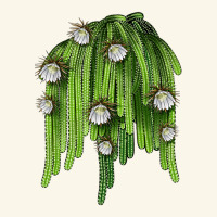 Selenicereus Cactus Premium Hoodie | Teevron