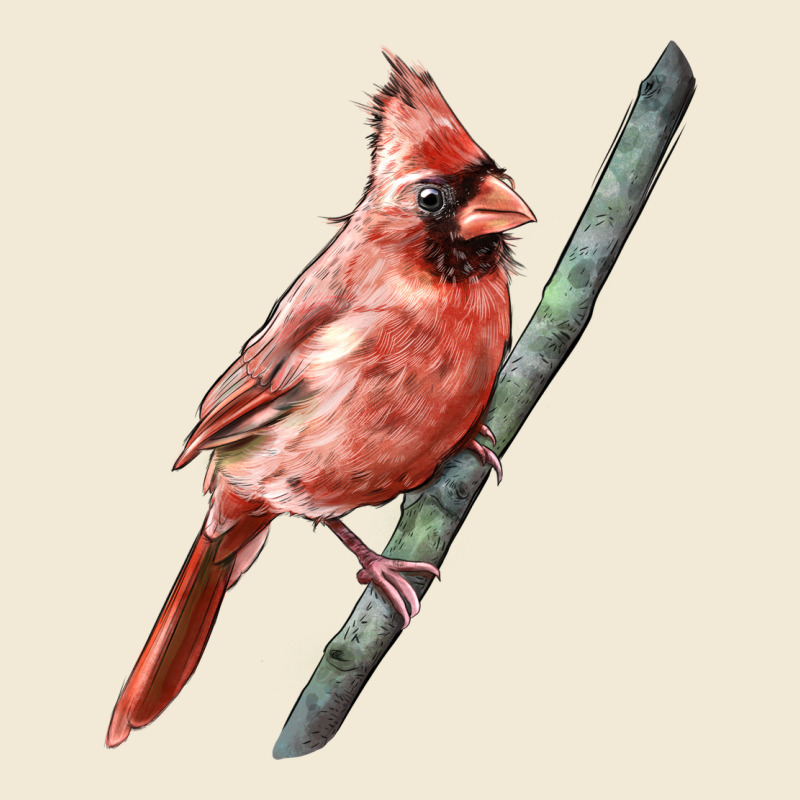 Northern Cardinal Bird Premium Hoodie by LillyAllenDesigns | Teevron