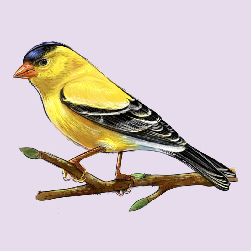American Goldfinch Premium Hoodie by LillyAllenDesigns | Teevron