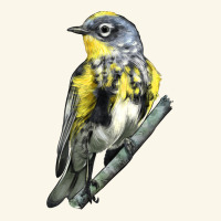 Yellow Rumped Warbler Premium Hoodie | Teevron