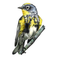 yellow rumped warbler | Teevron