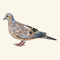 American Dove Premium Hoodie | Teevron
