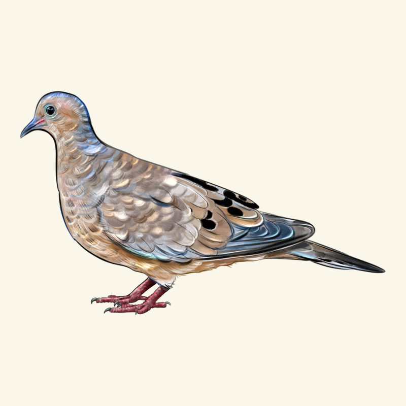 American Dove Premium Hoodie by LillyAllenDesigns | Teevron