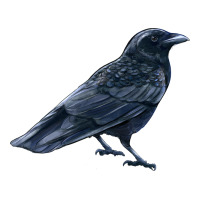 American Crow | Teevron