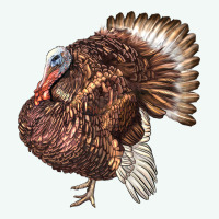 Bourbon Red Turkey Premium Hoodie | Teevron