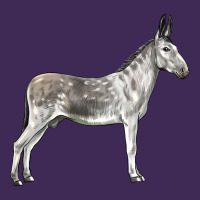 Andalusian Donkey Premium Hoodie | Teevron
