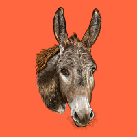 Andalusian Donkey Face Premium Hoodie | Teevron