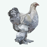 Brahma Chicken Premium Hoodie | Teevron