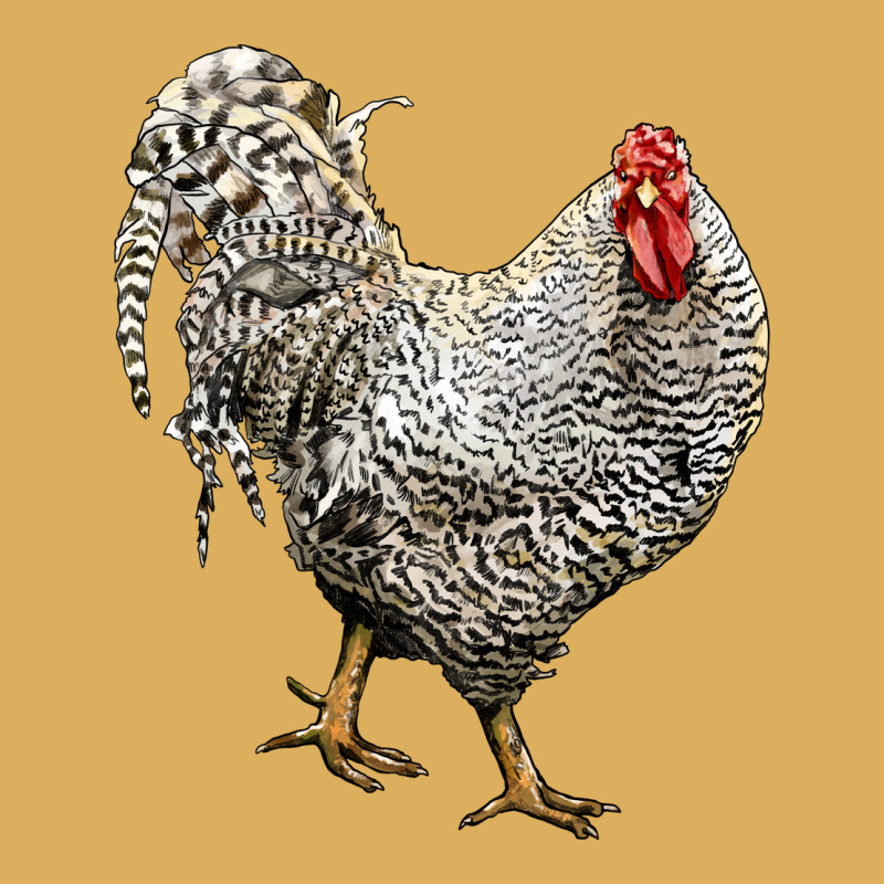 Dominique Rooster Premium Hoodie by LillyAllenDesigns | Teevron