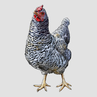 Dominique Chicken Premium Hoodie | Teevron
