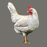 Leghorn Chicken Premium Hoodie | Teevron