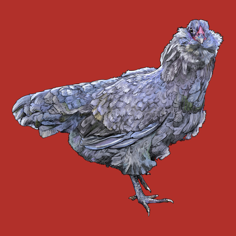 Ameraucana Chicken Premium Hoodie by LillyAllenDesigns | Teevron