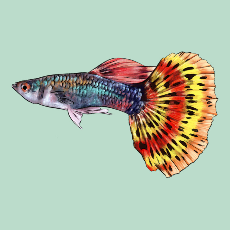 Guppy Fish Premium Hoodie by LillyAllenDesigns | Teevron