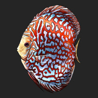 Discus Fish Premium Hoodie | Teevron